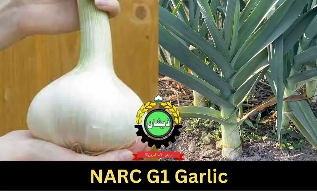 NARC G1 Garlic