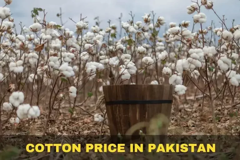 Cotton Price in Pakistan Today 2023 Phutti Rates in Market