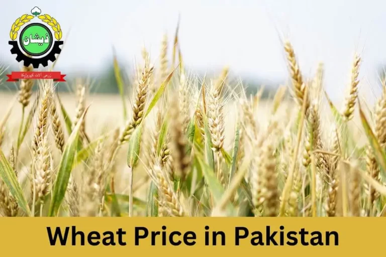 Wheat Price in Pakistan Today 2023 | Gandum Rate per 40KG