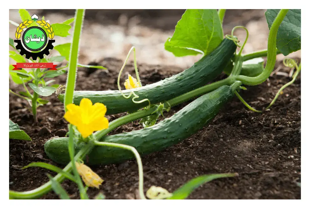Plant, Grow and Harvest Cucumbers