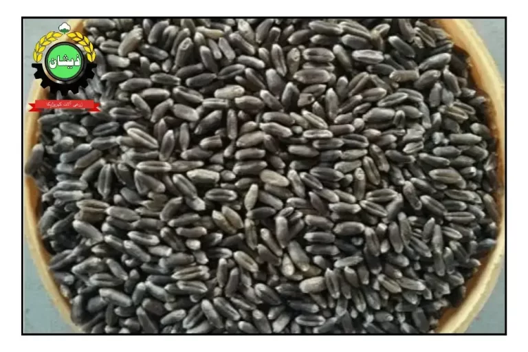 Black Wheat in Pakistan | Latest Prices and Benefits