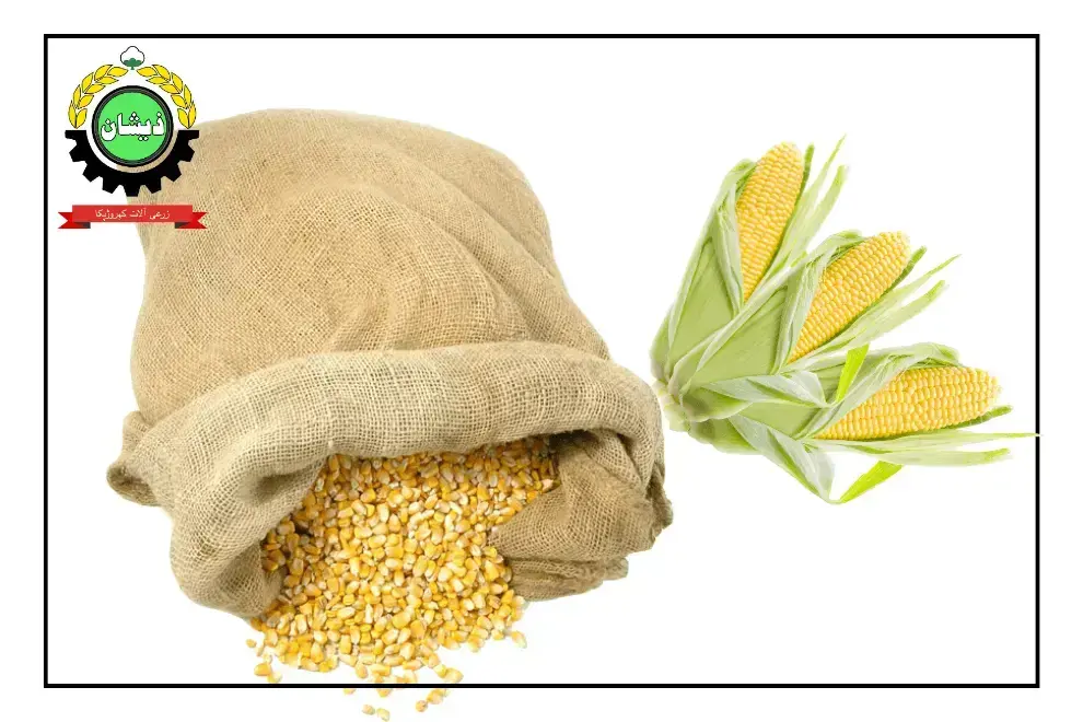 Corn Maize Price in Pakistan
