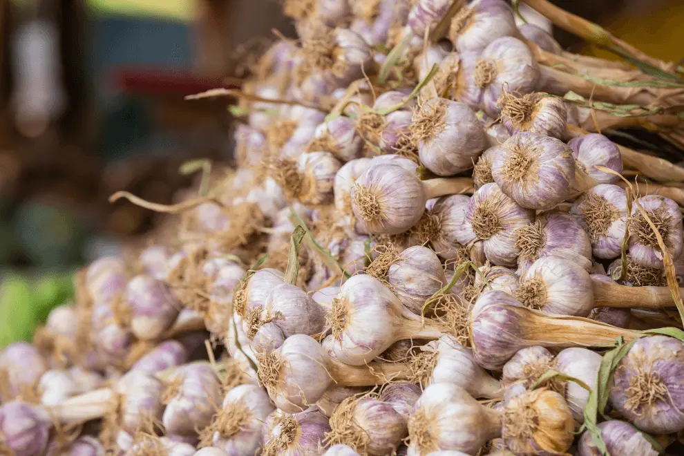 Harvesting_Garlic