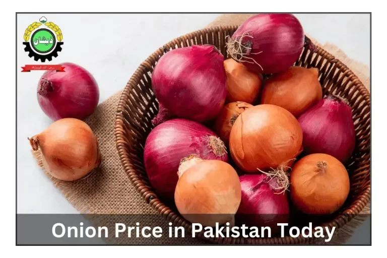 Onion Price in Pakistan Today 2023 | Latest Rates