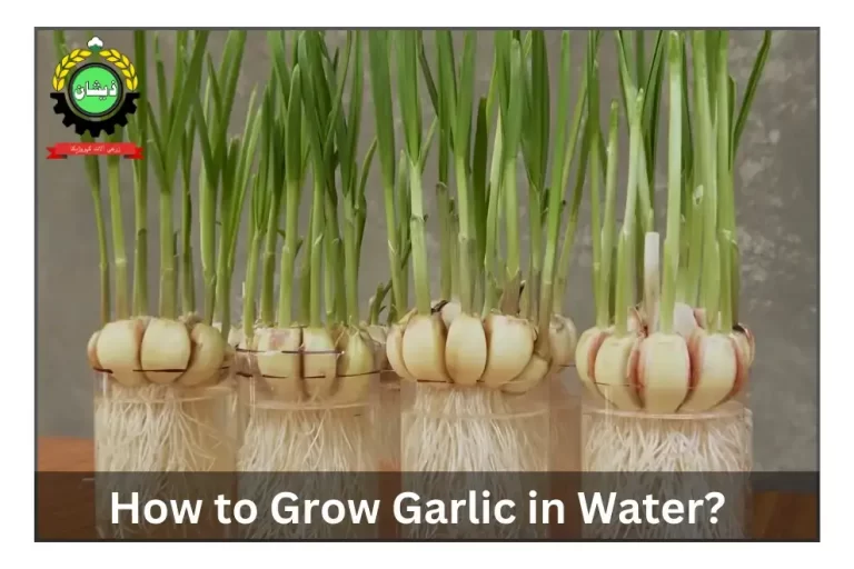 How to Grow Garlic in Water: 6 Steps