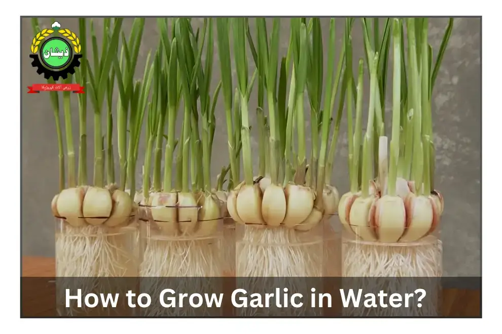 How to Grow Garlic in Water